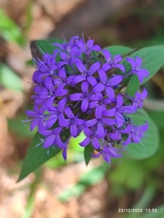 Crusea hispida