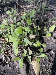 Calyptocarpus vialis