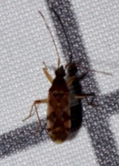 Ozophora picturata