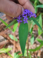 Crusea hispida