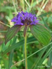 Crusea hispida