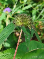 Crusea hispida