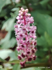 Phytolacca rugosa