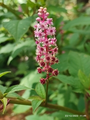 Phytolacca rugosa