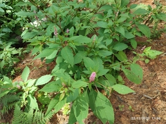 Phytolacca rugosa