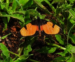 Acraea anemosa