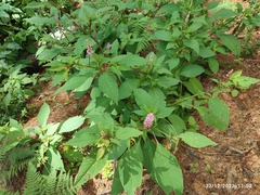 Phytolacca rugosa