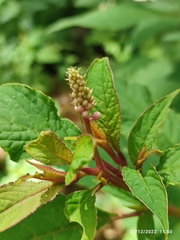 Phytolacca rugosa