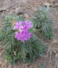Glandularia wrightii