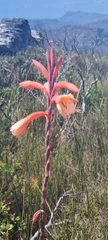 Watsonia tabularis