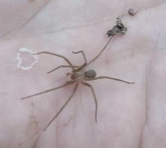 Loxosceles apachea