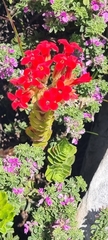 Crassula coccinea