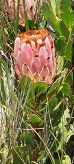 Protea speciosa