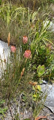 Protea speciosa