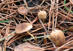 Strobilurus tenacellus