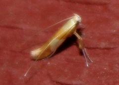Caloptilia packardella