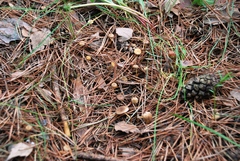 Strobilurus tenacellus