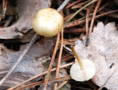 Strobilurus tenacellus