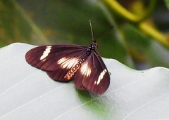Acraea esebria