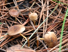 Strobilurus tenacellus