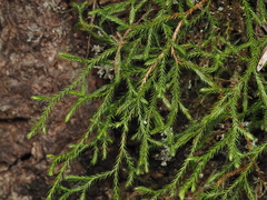Selaginella oregana