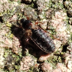 Dimorphopterus blissoides