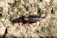 Dimorphopterus blissoides