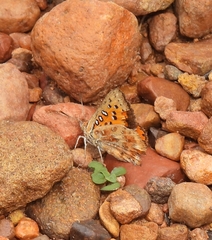 Aloeides damarensis