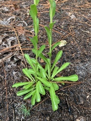 Carphephorus corymbosus