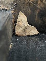 Odontopera bidentata