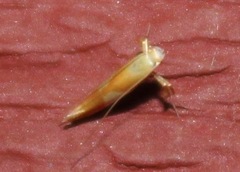 Caloptilia packardella