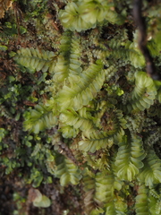 Chiloscyphus polyanthos