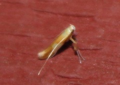 Caloptilia packardella