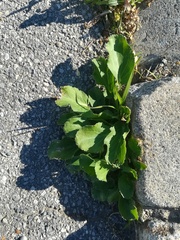 Eryngium planum