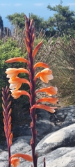 Watsonia tabularis