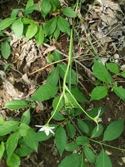 Ornithogalum umbellatum