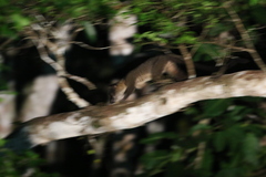 Arctogalidia trivirgata