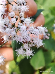 Ageratina vernalis