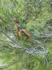 Pinus brutia