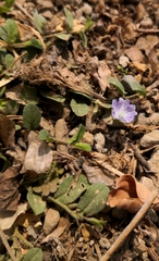 Evolvulus convolvuloides