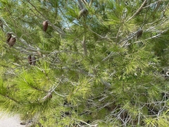 Pinus brutia