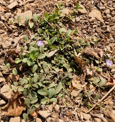 Evolvulus convolvuloides