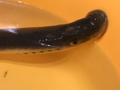 Lampetra fluviatilis