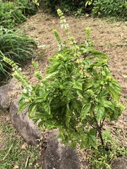 Ocimum campechianum