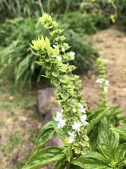 Ocimum campechianum