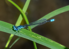 Enallagma geminatum