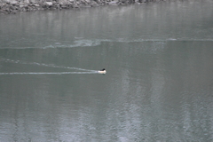 Mergus merganser merganser
