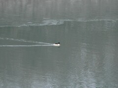 Mergus merganser merganser
