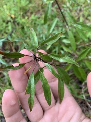 Croton argyranthemus
