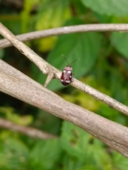 Alagoasa trifasciata